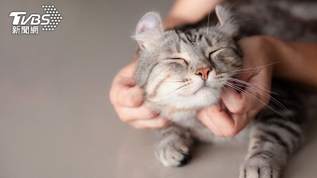 許多貓友愛貓成痴。(示意圖/shutterstock達志影像)