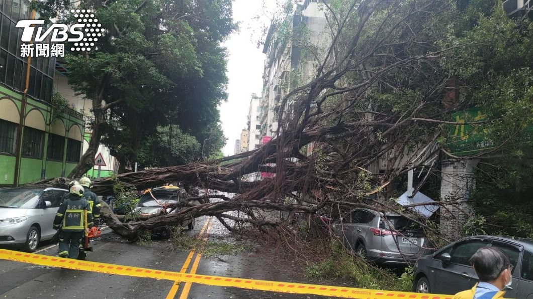 國小旁行道樹傾倒!轎車遭砸車頭 3民宅、5車受損