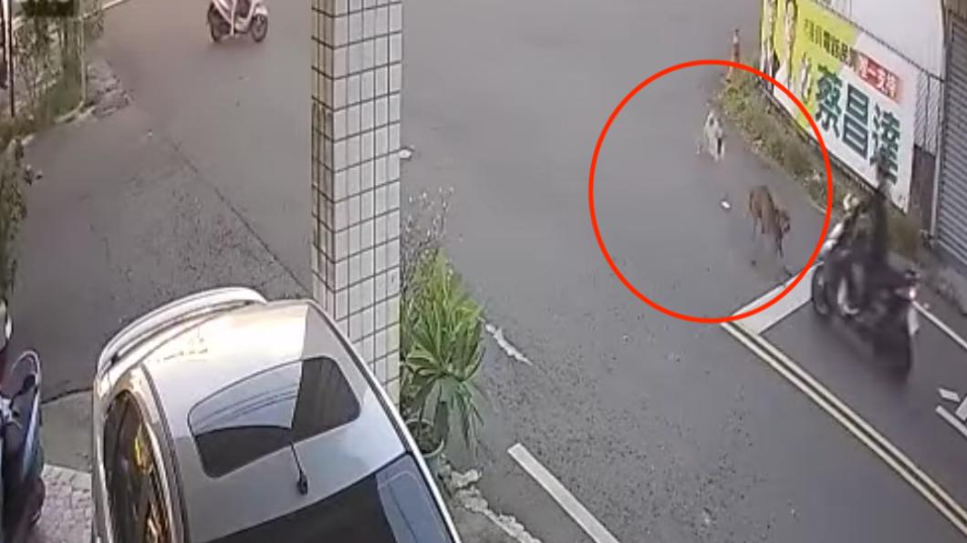 流浪狗突然竄出。（圖／翻攝自高雄市議員邱于軒）
