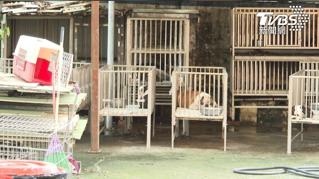 內部其他犬隻。(圖/TVBS)