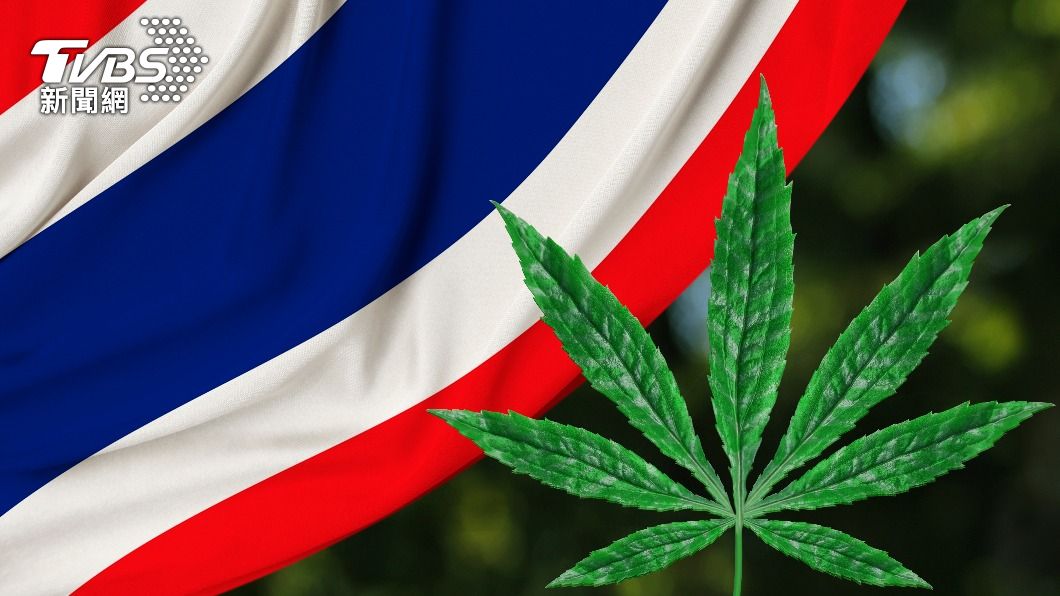泰國人人皆可種大麻! 不限數量僅供醫療用