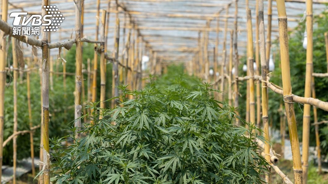 泰國民眾可不限數量在自家種大麻，但僅限家戶醫療用途。（示意圖／shutterstock 達志影像）