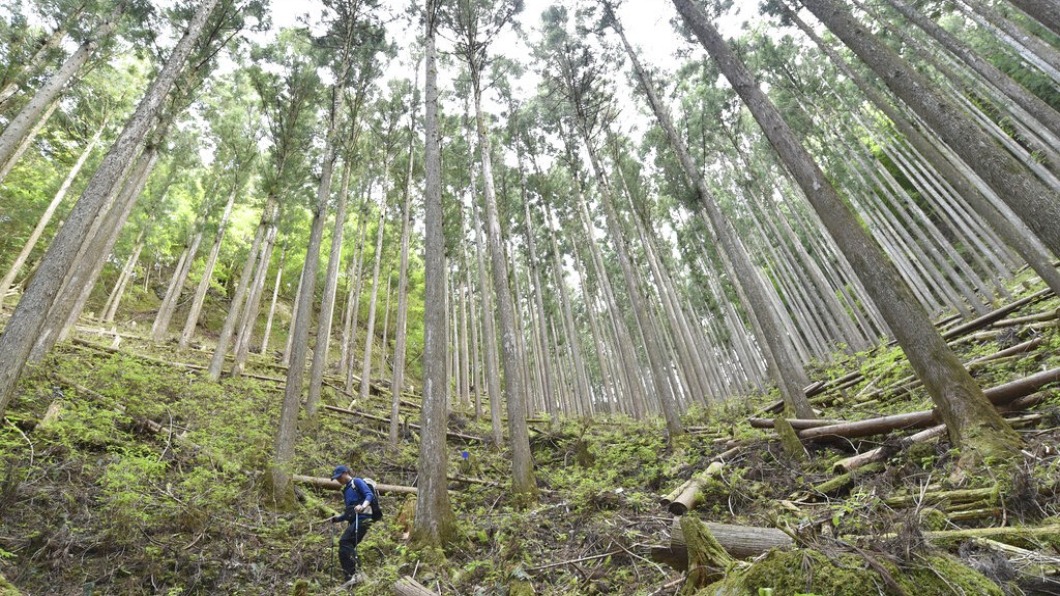 不使用鋼筋水泥！日本最高全木造大樓落成