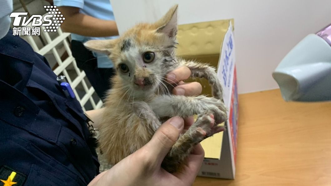 小奶貓躲巡邏車輪框不肯出來 女警伸手進鋁圈安撫秒收編