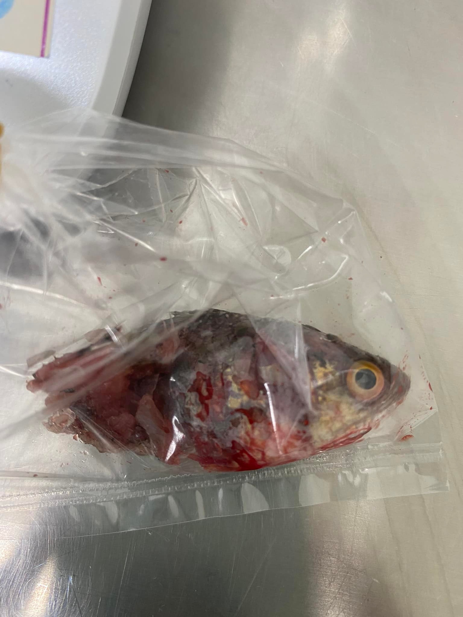 醫生小心翼翼從喉嚨取出魚身。（圖／翻攝自臉書）