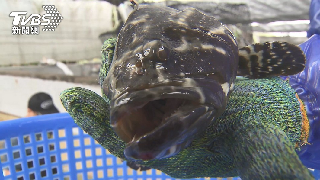 陸連禁石斑魚、白帶魚　王美惠：笑死！中國比渣男還渣男