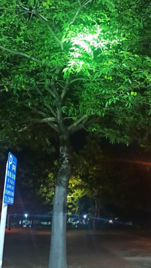 臭味飄散禍首疑為行道樹掌葉蘋婆所致。（高雄市環保局提供）