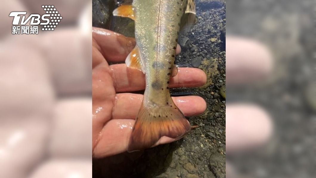男釣國寶魚櫻花鉤吻鮭!PO網炫耀成鐵證 最重恐關5年