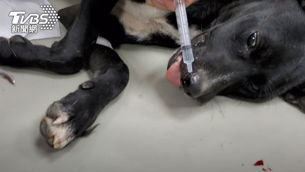 志工用滴水引用水蛭。(圖/台灣動物緊急救援提供)
