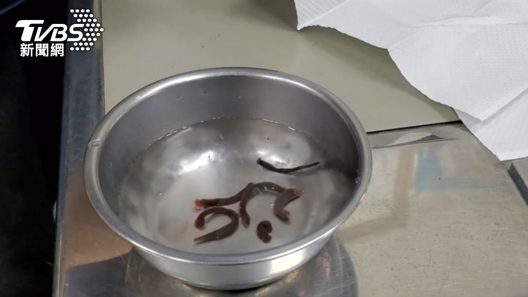 水蛭吸附在狗狗鼻腔中。(圖/台灣動物緊急救援提供)