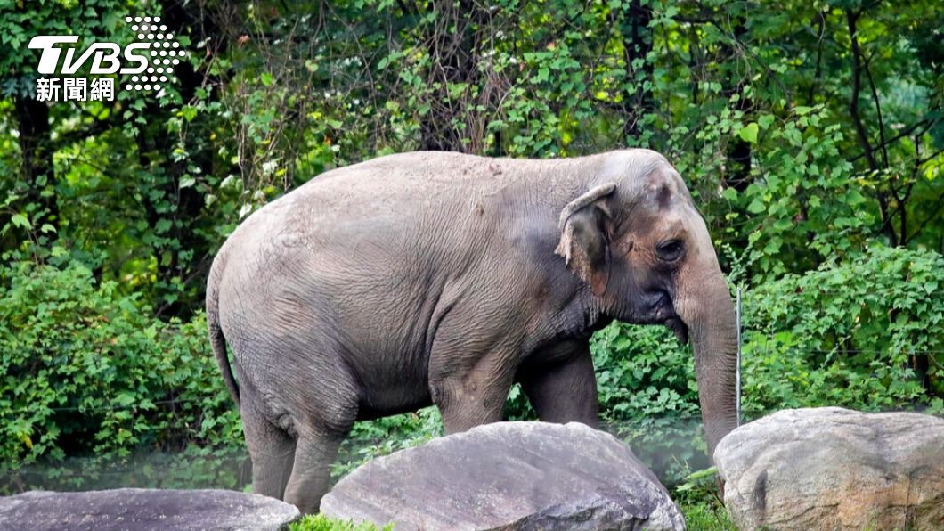 裁定紐約動物園大象「非人類」 法院:未遭到非法監禁