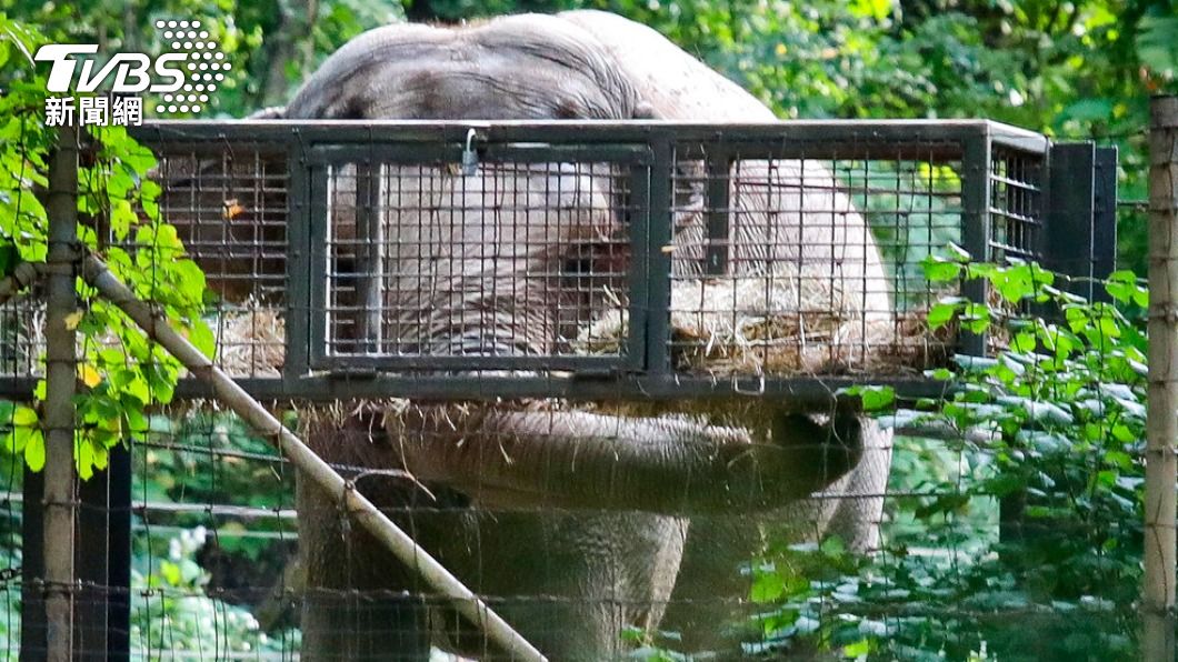 「快樂(Happy)」在動物園的圍欄後進食。(圖/達志影像美聯社)
