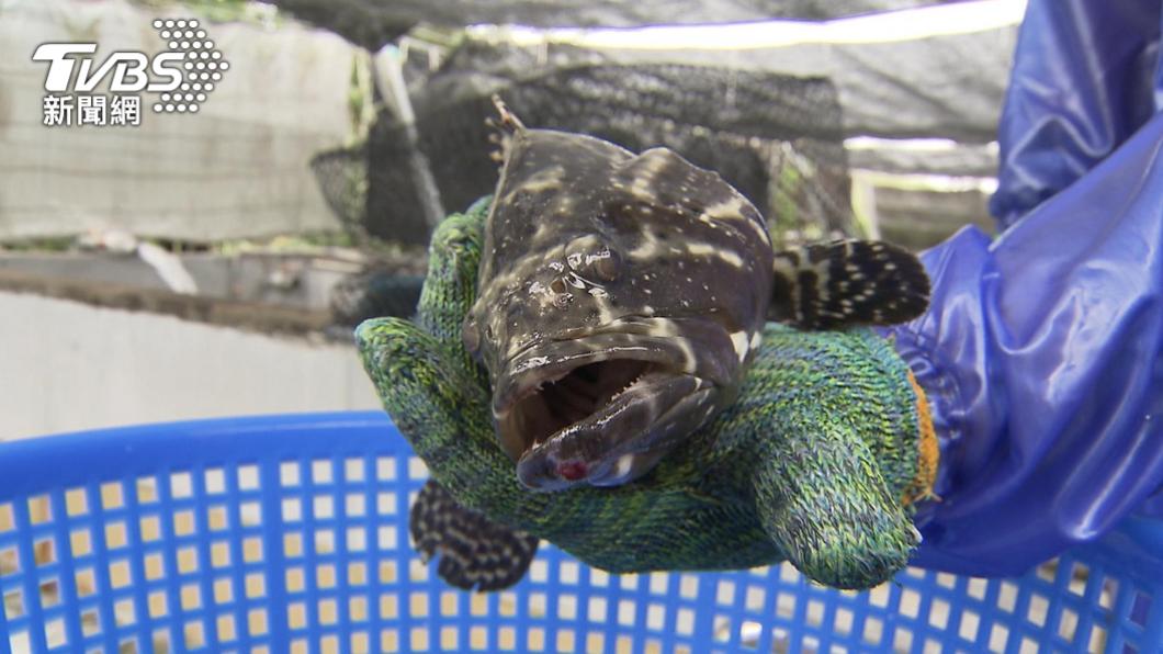 搶救石斑魚！砸8億「加碼補助」內外銷獎勵方案出爐