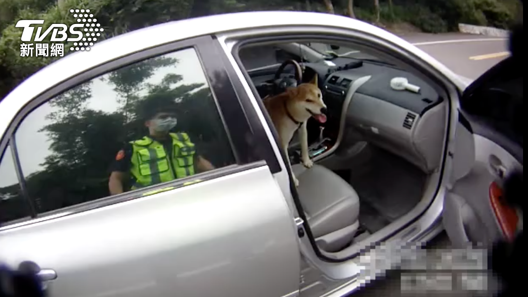萌柴貪玩離家!跳上遊客車霸佔駕駛座不走 警察來逮狗