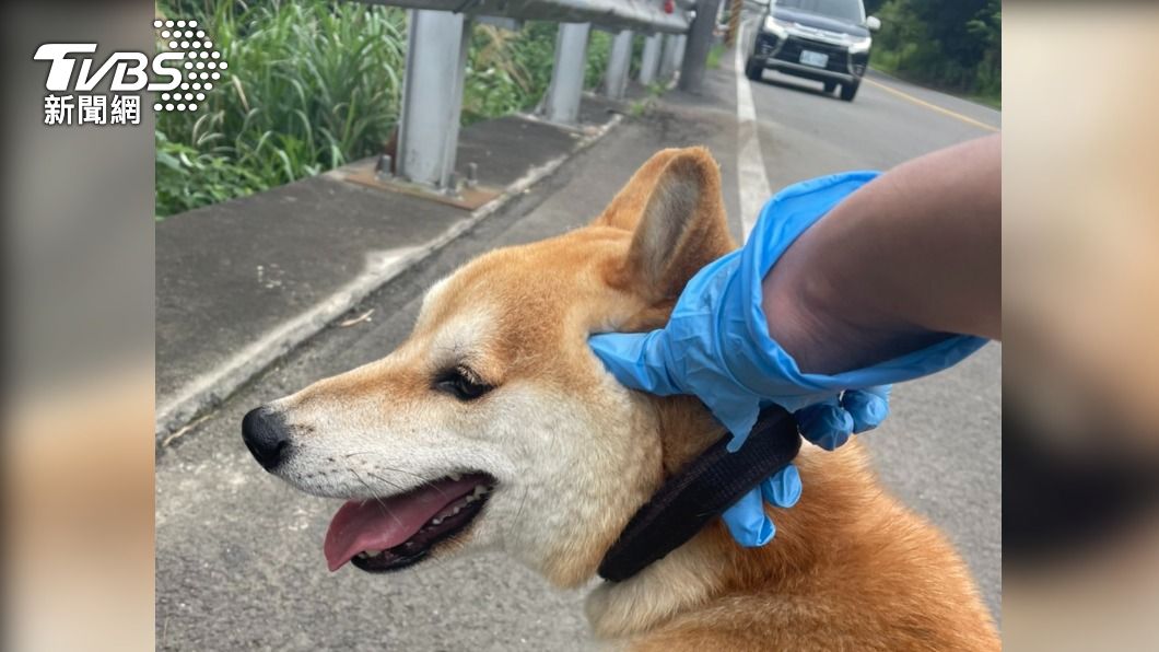 員警發現柴犬有飼主。(圖/TVBS)