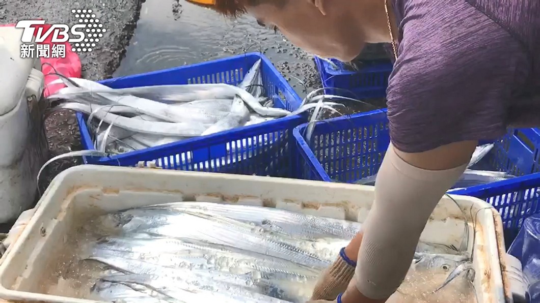 陸禁石斑魚、白帶魚。（圖／TVBS）