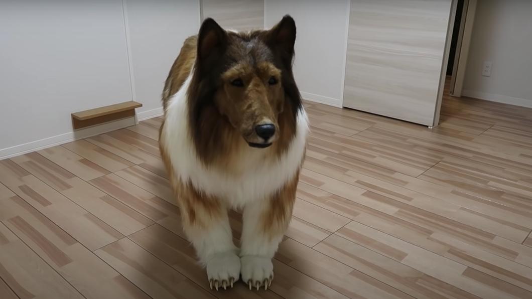 他特地創立了YouTube頻道「動物になりたい」，分享自己穿上狗狗裝「當狗」的模樣。（圖／翻攝自YouTube）