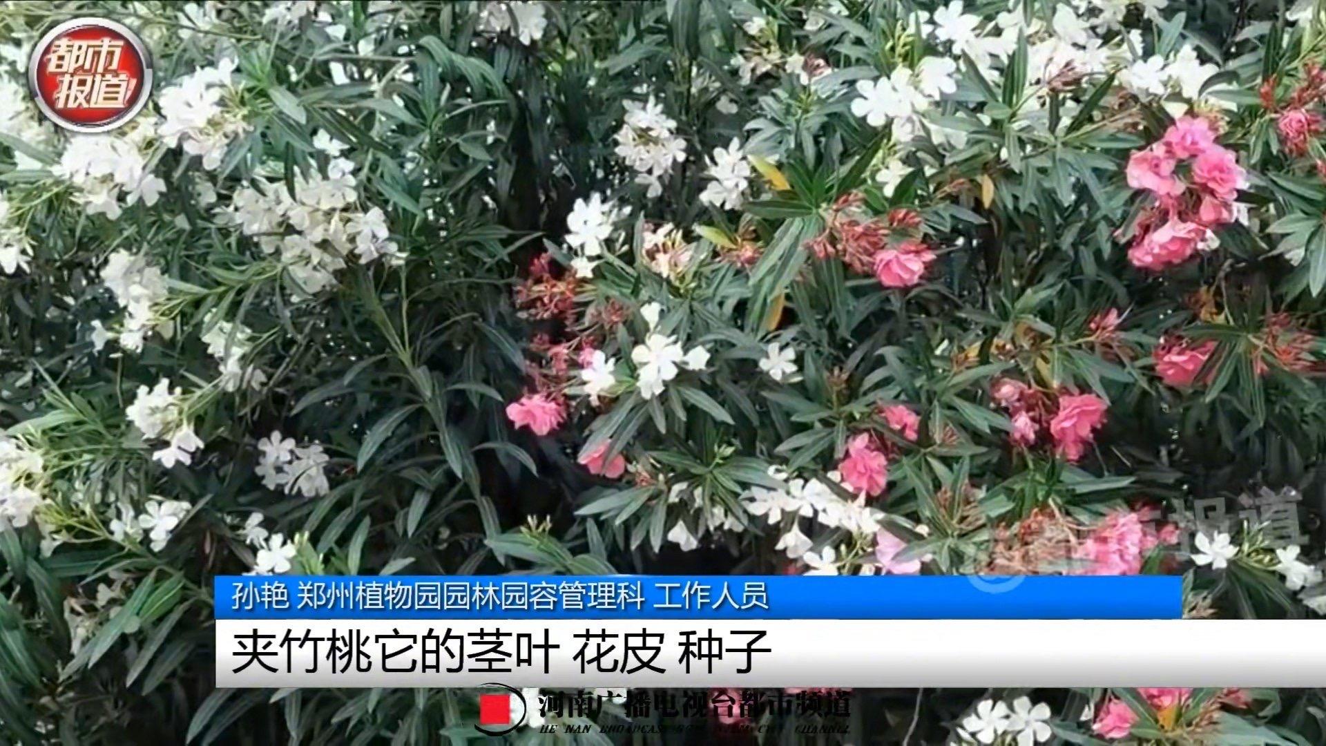 夾竹桃全株都有毒性。(圖/翻攝自《都市報導》微博)