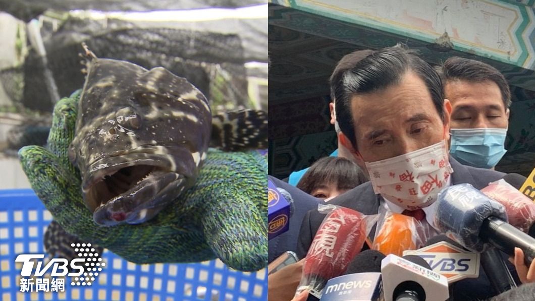 石斑魚被禁!馬英九遭指罪魁禍首 回嗆:蔡英文在幹嘛?