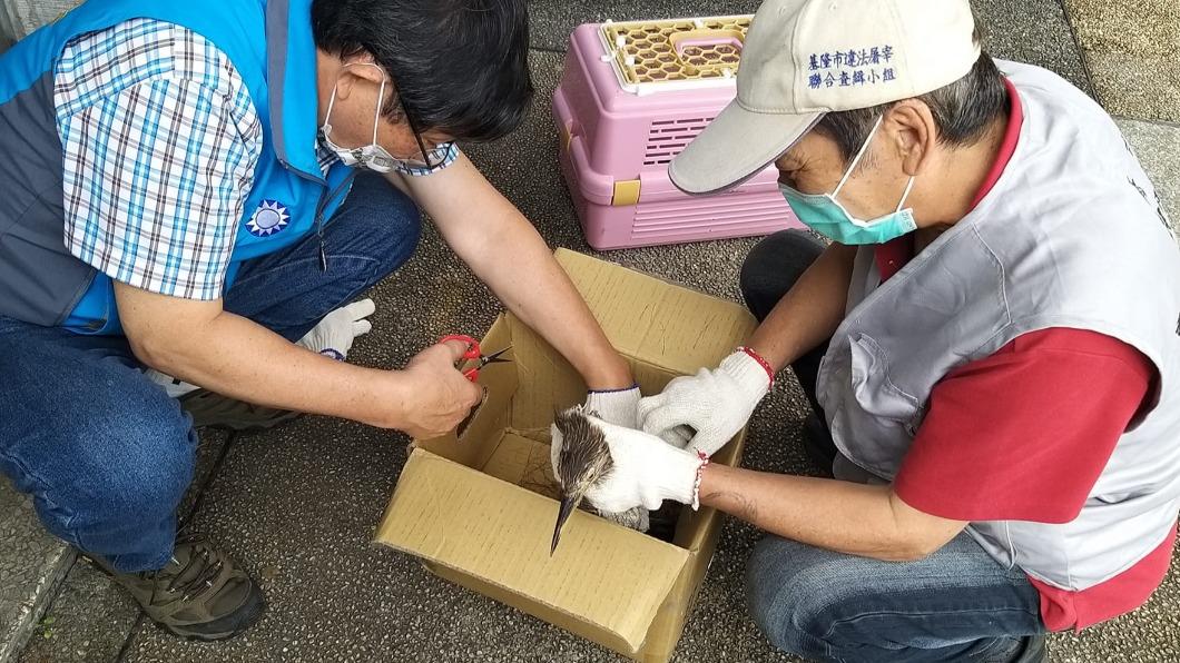 褐鷹鴞被鳥網纏繞　奄奄一息　（圖／議員連恩典提供）