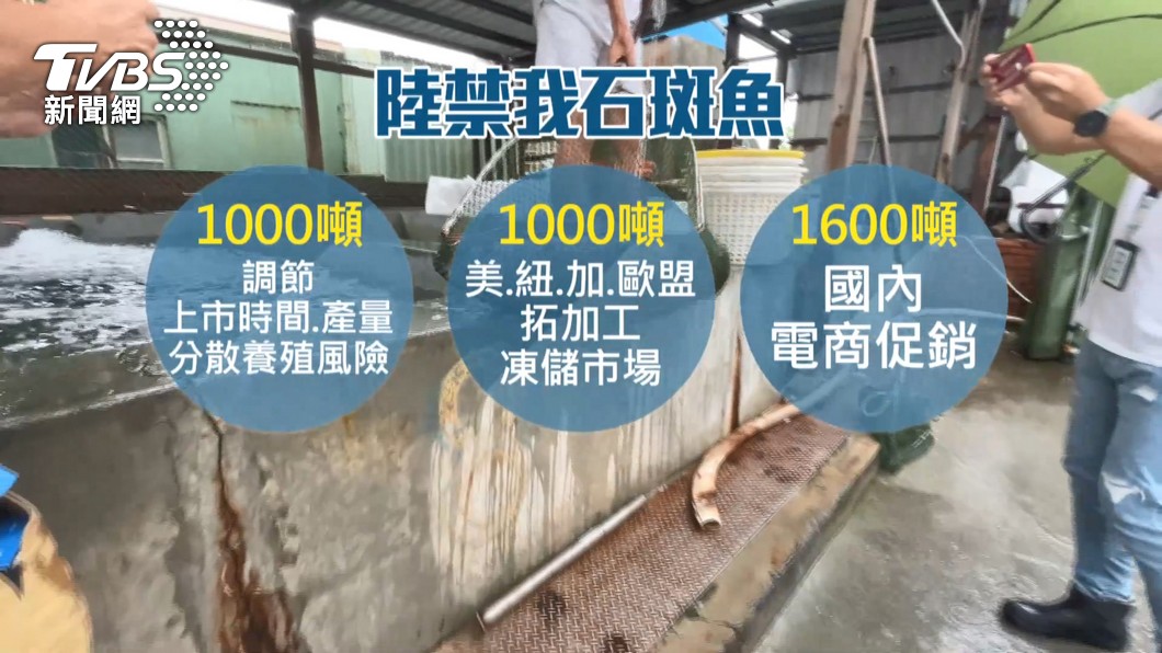 我石斑魚遭大陸片面下禁令。(圖/TVBS)