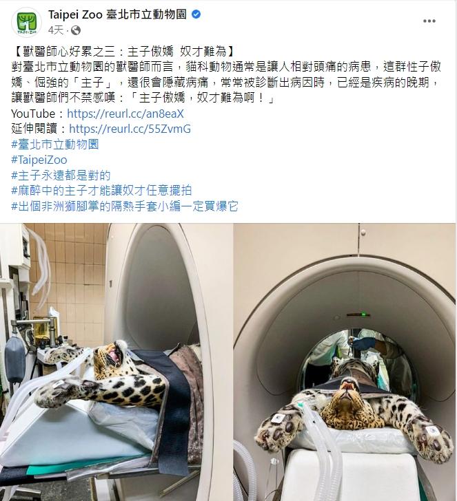 花豹超萌模樣引起眾多網友討論。(圖/翻攝台北市立動物園臉書)