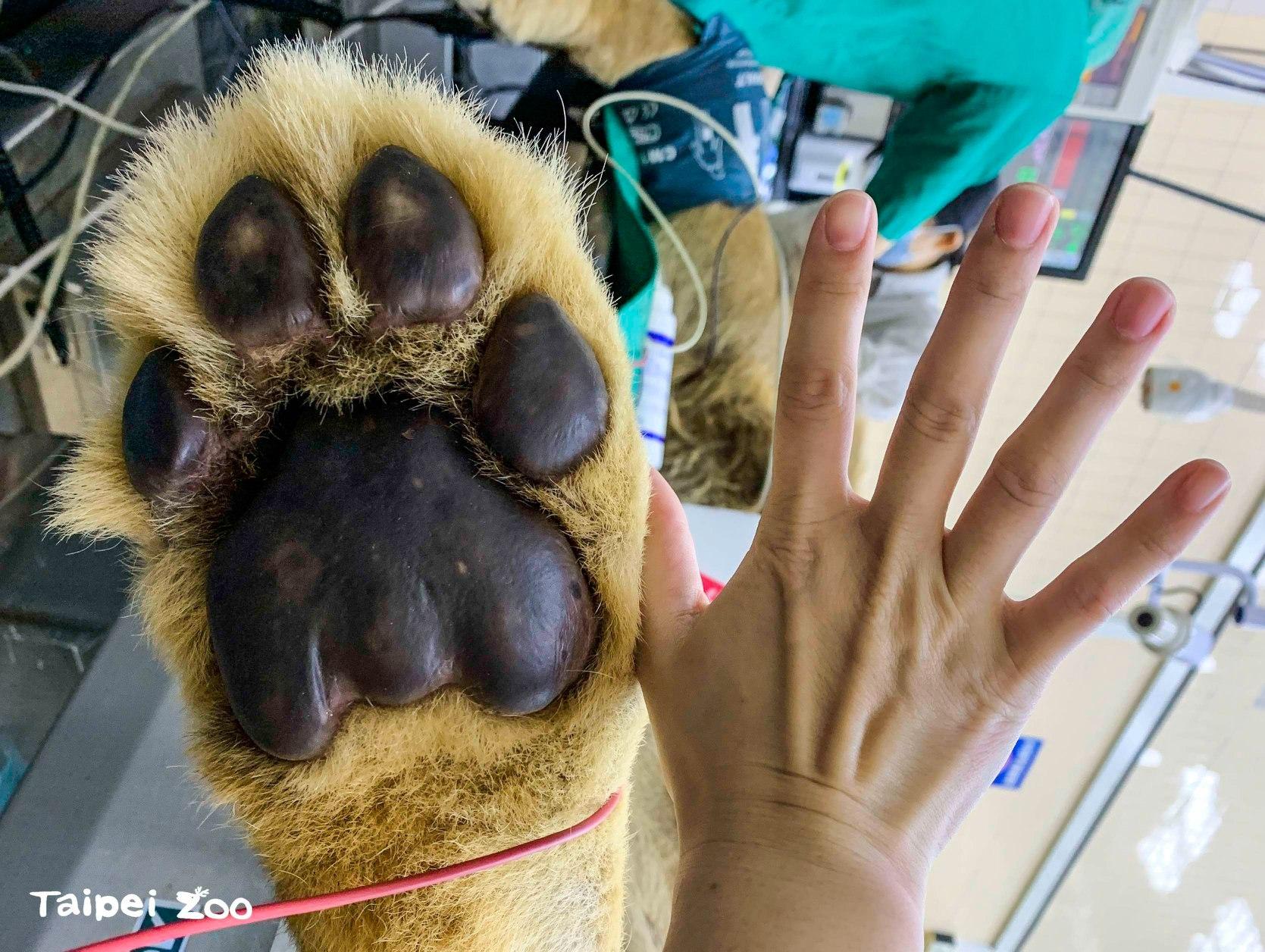 動物園加碼分享,非洲獅的腳掌比成人的手掌還大。(圖/翻攝台北市立動物園臉書)