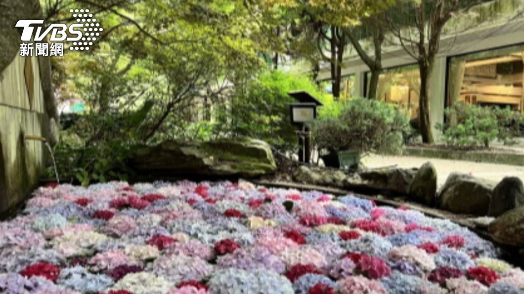 武陵農場繡球花池再現　花語「希望」為疫情祈福