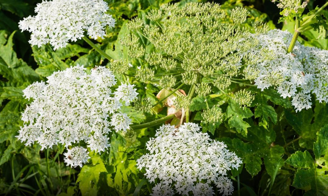 英國最危險植物大豬草。(圖/Shutterstock達志影像)