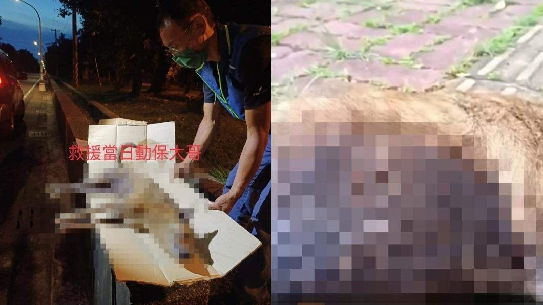 殘忍!溫馴虎斑犬遭人持刀狂刺 重傷哀號慘死