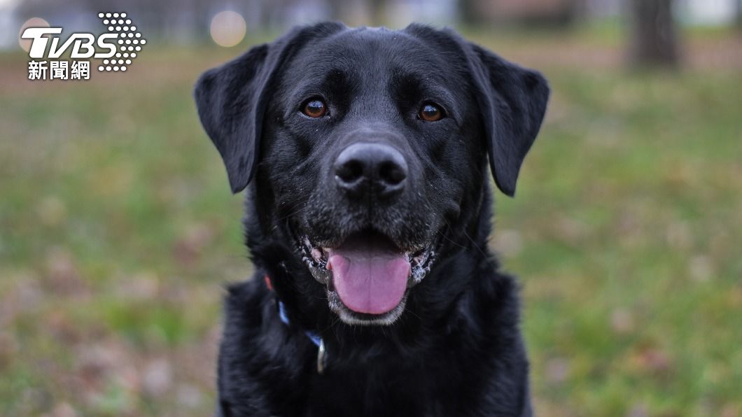 18公斤重的拉布拉多犬遭鱷魚一口拖走,甚至來不及吠叫。(示意圖/shutterstock達志影像)