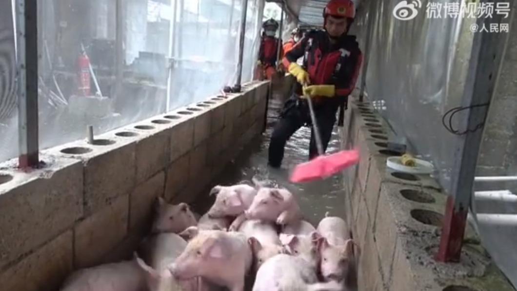 幼小豬隻險遭滅頂。（圖／翻攝自微博）