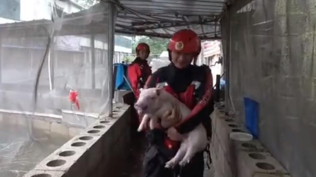 消防員救援養殖場小豬。（圖／翻攝自微博）