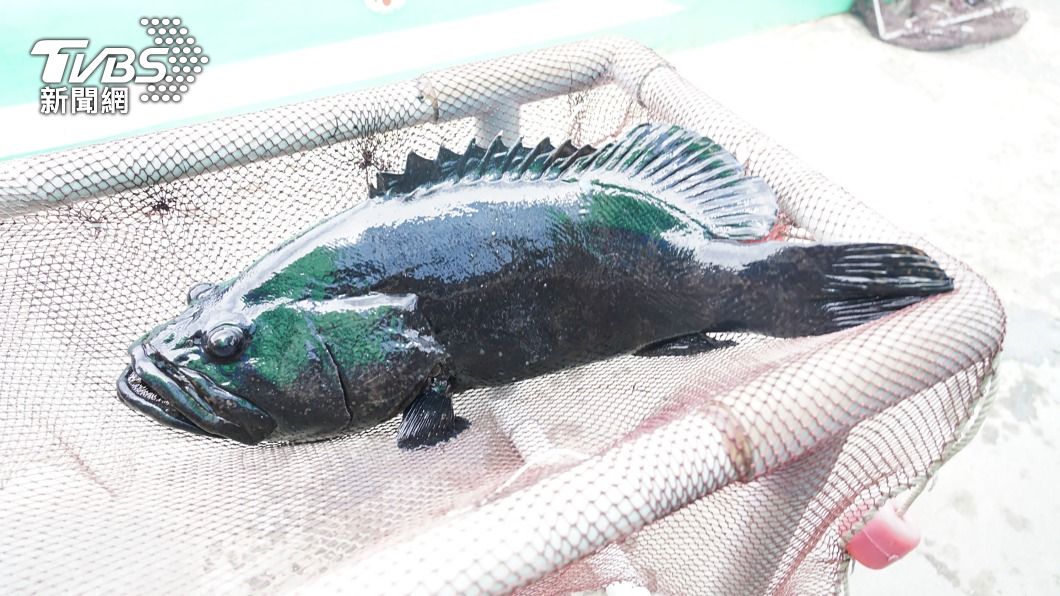 日本福島業者願助台灣石斑魚進口 綠委:善的循環