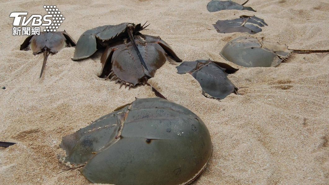 國際鱟保育日　澎湖放流逾200隻三棘鱟重返棲息地