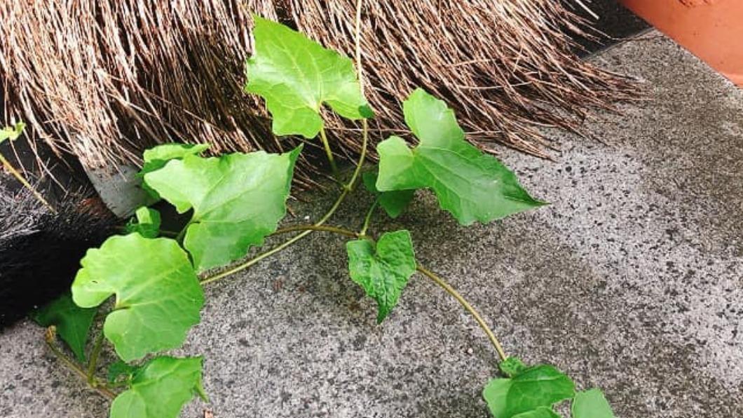 家中突冒神秘植物!內行一看嚇壞「綠癌殺手」:快除掉