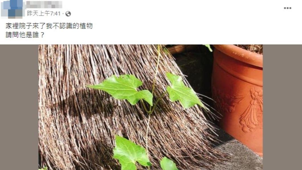 網友好奇發問,答案卻令人震驚。(圖/翻攝自認識周遭的植物臉書)