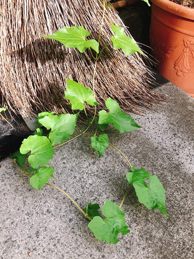 小花蔓澤蘭為世界百大外來入侵種。(圖/翻攝自認識周遭的植物臉書)