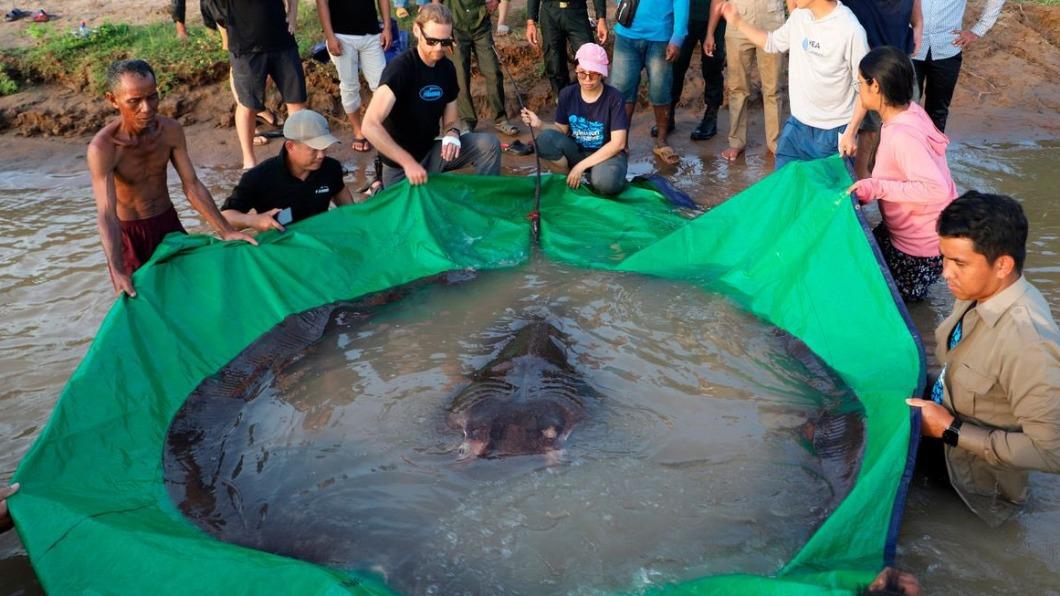 生態危!湄公河1/5魚種恐滅絕 杜拜陸地種珊瑚