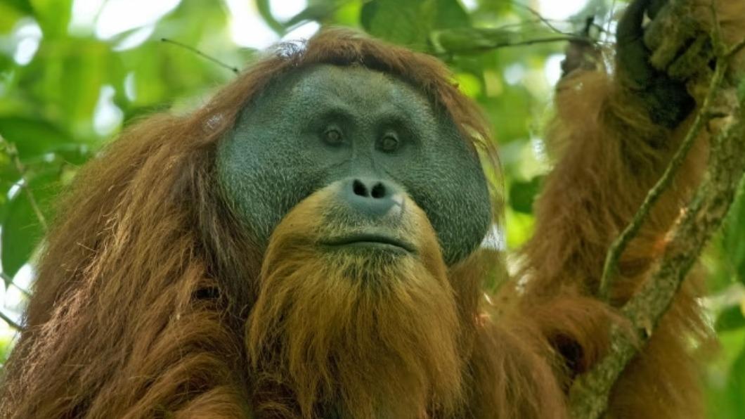 瀕臨滅絕的塔巴努里猩猩（Tapanuli orangutan）是世界上最稀有的猩猩。