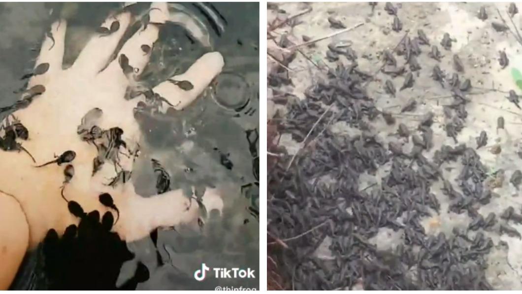 網友自稱家中繁殖了上百萬隻青蛙。（圖／翻攝自@thinfrog TikTok）