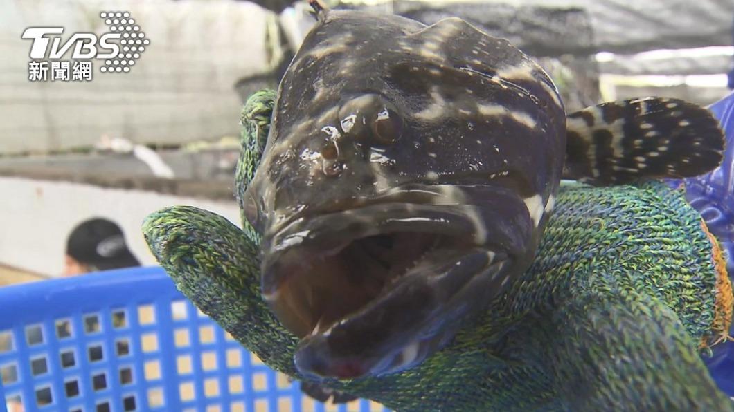 中國禁止進口台灣石斑魚,紐約時報對此也提出看法。(圖/TVBS資料畫面)