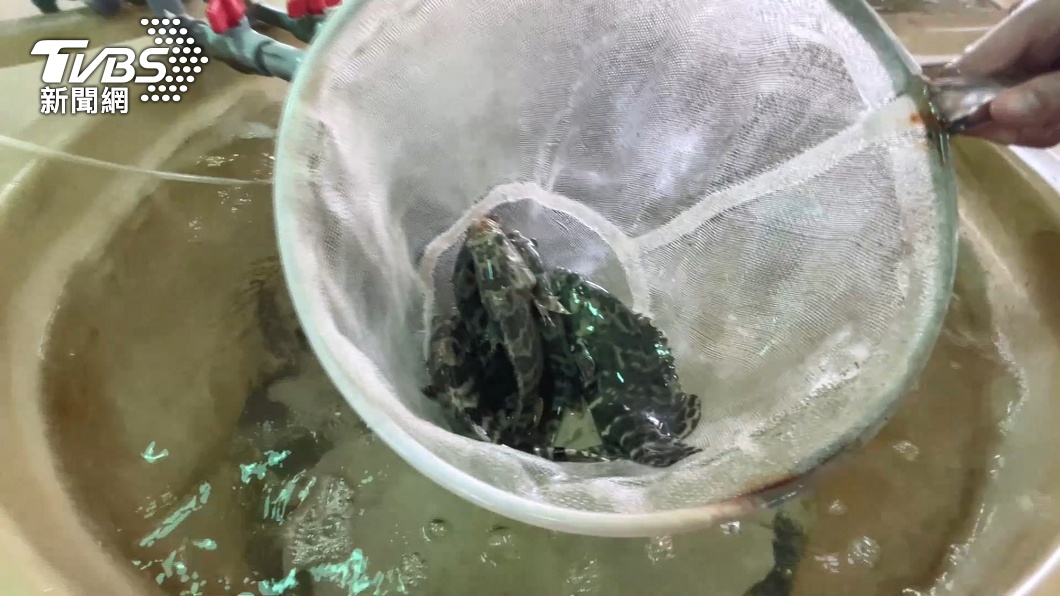 陳吉仲：石斑活魚到東南亞順暢　外銷可逾300公噸