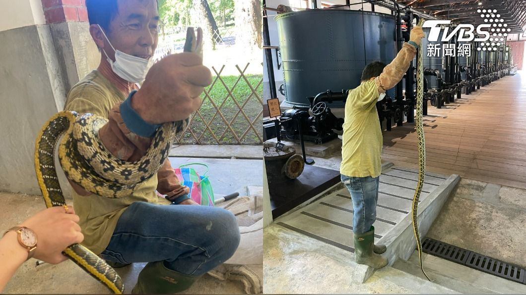 蛇也怕熱!手臂粗黑眉錦蛇躲博物館避暑 抓起比人還高