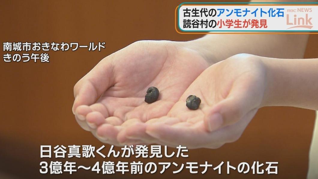 日谷真歌發現的兩顆化石。(圖/翻攝自《琉球放送》)
