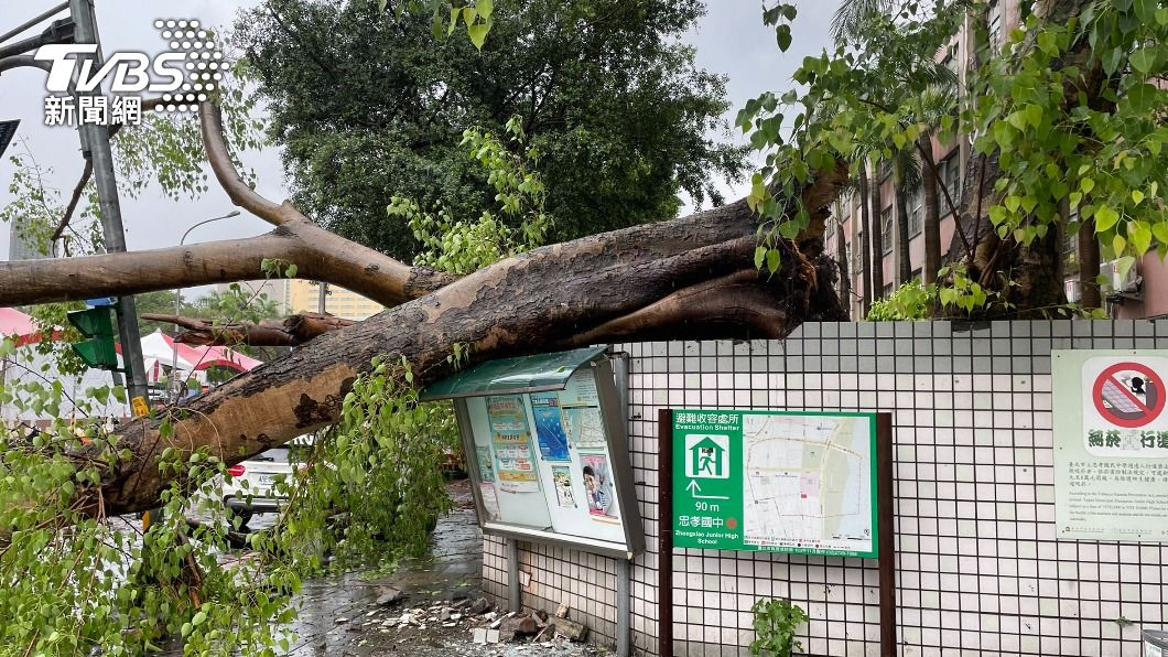 北市大雨釀忠孝國中校樹倒塌。(圖/TVBS)