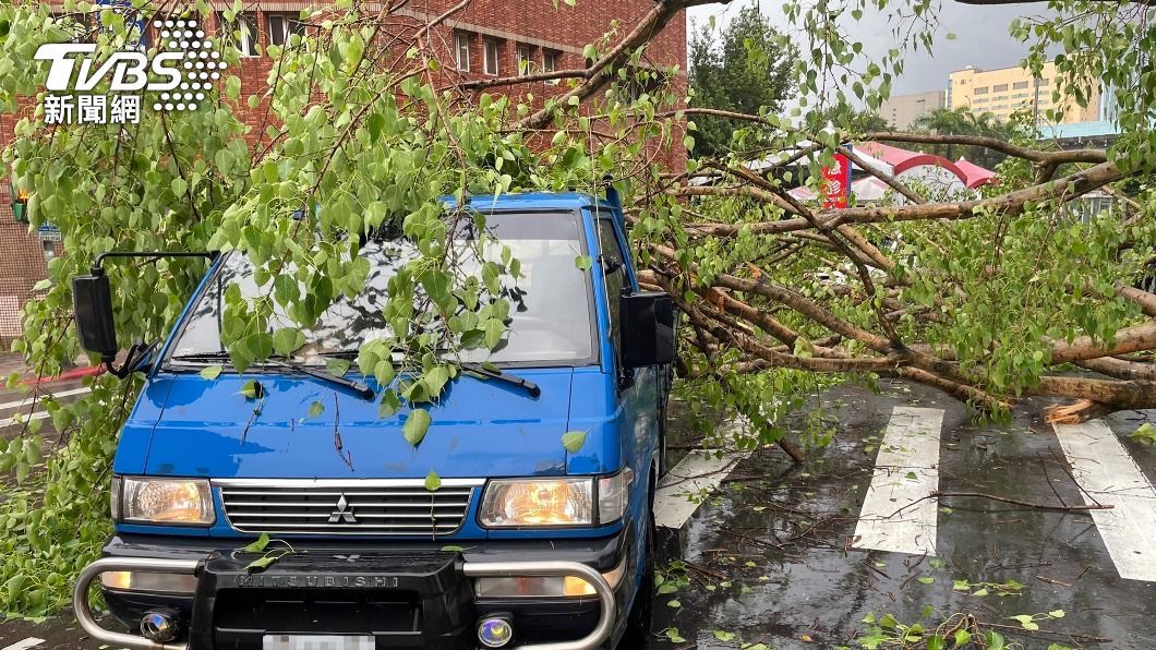 北市大雷雨!20公尺高樹木倒塌 壓毀2車及紅綠燈