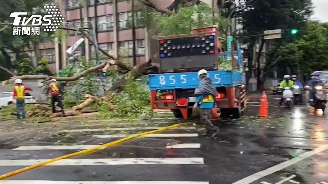 20公尺高的路樹疑不堪風雨倒塌,現場拉起封鎖線。(圖/TVBS)