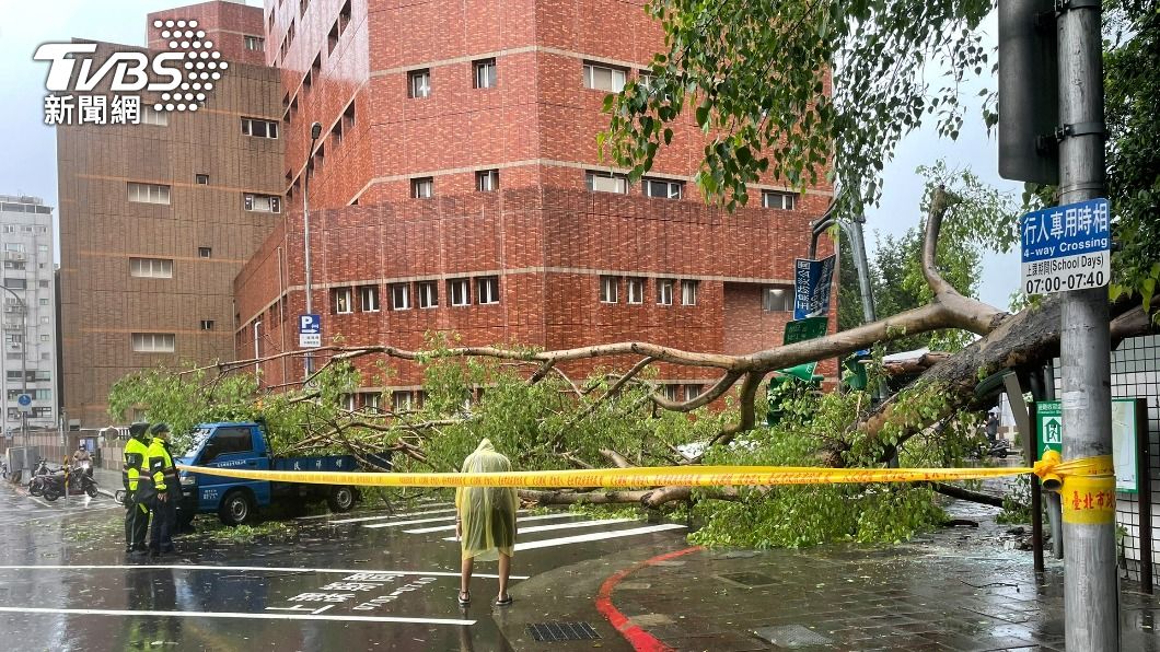 不堪風雨20尺高路樹倒塌 壓垮號誌牌、車驚悚畫面曝