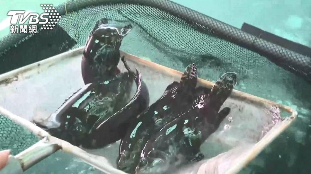 石斑魚含禁藥?魚場「借牌」調查出爐　搬運船遭罰15萬